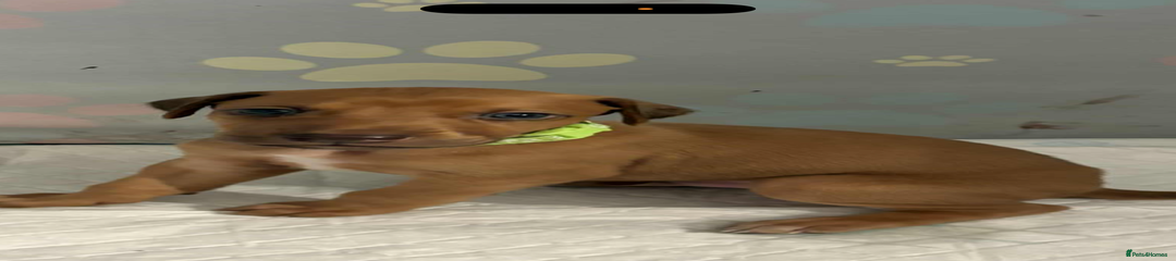  Puppy 1 green  collar