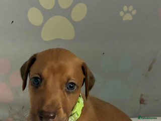 Mixed Breed dogs - Advert 1