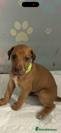 Mixed Breed dogs - Advert 1