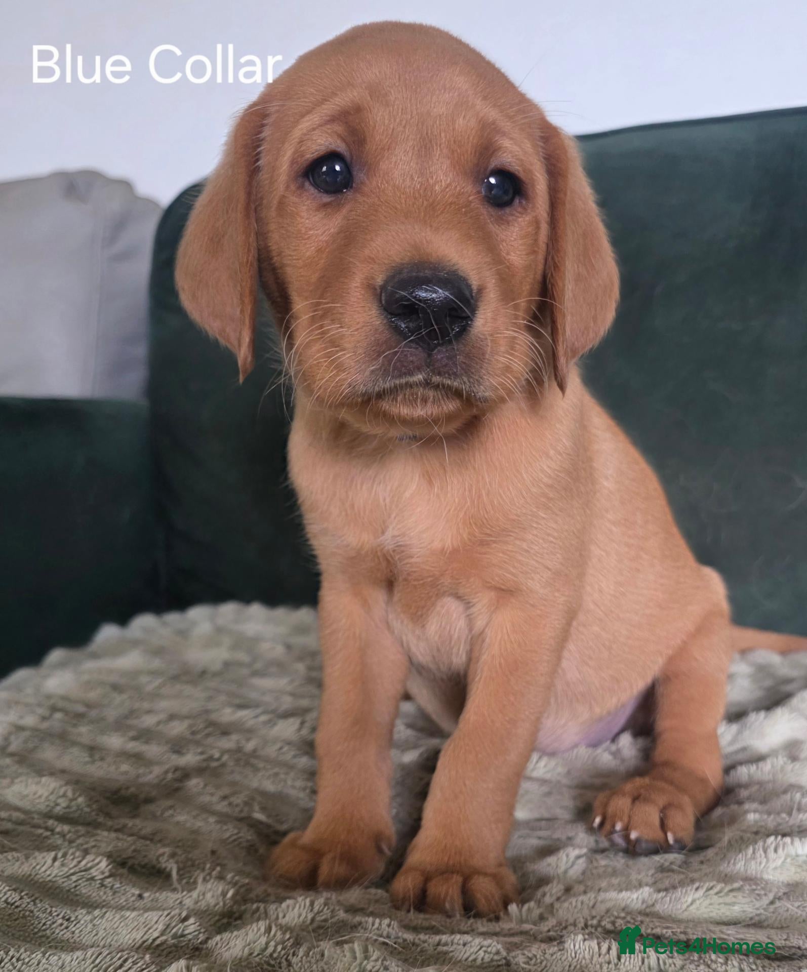 Labrador Retriever dogs KC REG, EHANCED HEALTH TESTED, RED & YELLOW LABS - Advert 1