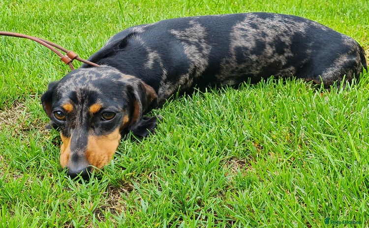 Miniature Dachshund dogs - Advert 8