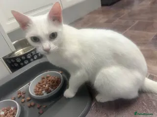 Mixed Breed cats Pure white girly - Advert 3