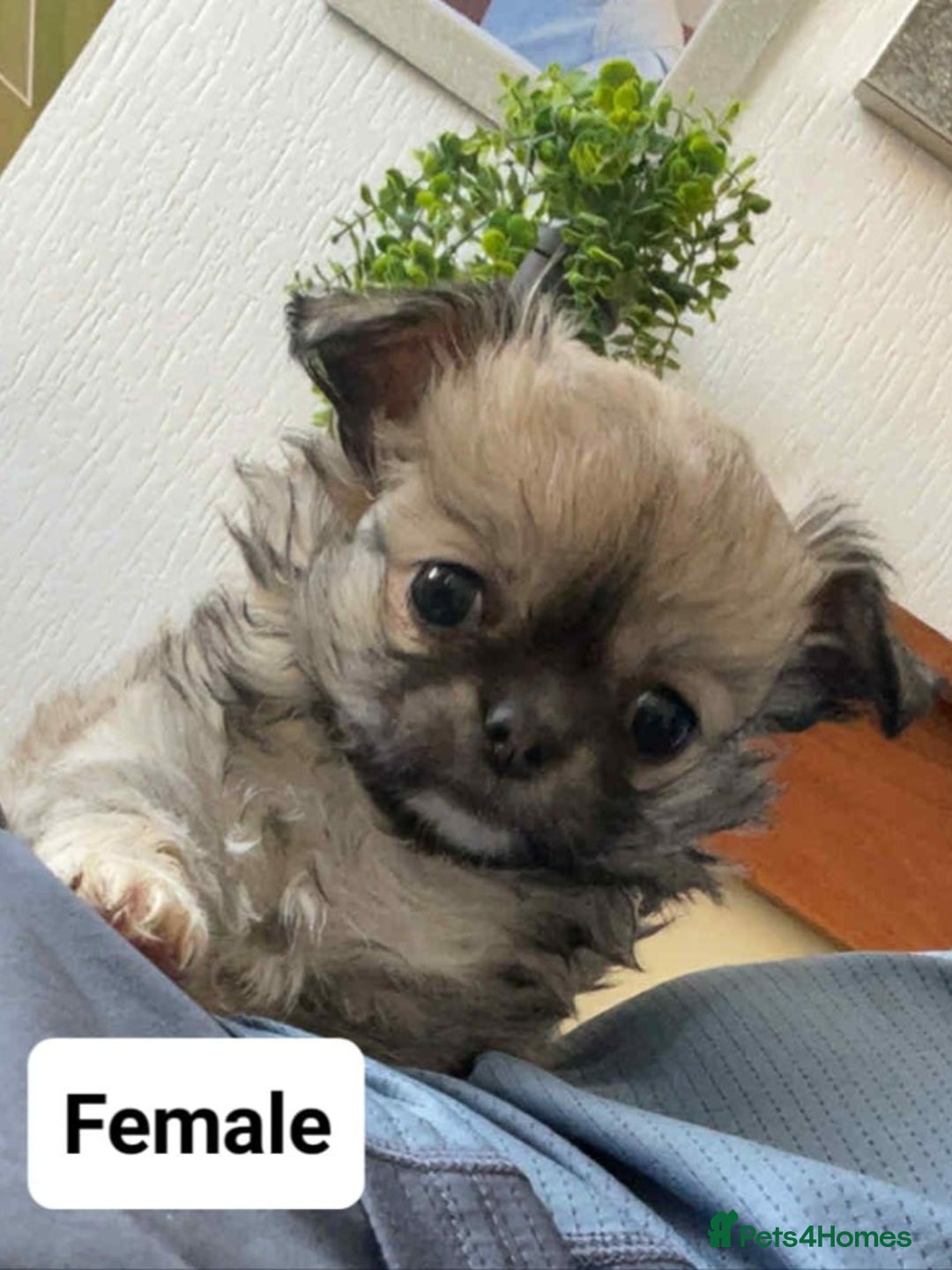 Chihuahua dogs for sale: Chihuahua long coats - Image 4