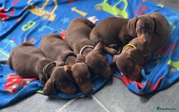 Miniature Dachshund dogs for sale: Miniature Chocolate & Tan Dachshund Quick sale  - Image 15