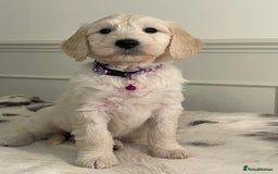 Goldendoodle dogs for sale: Stunning Goldendoodle puppies - Image 5