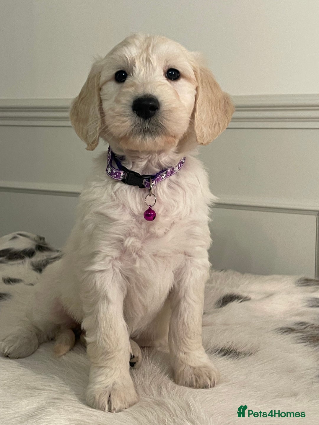 Goldendoodle dogs for sale: Stunning Goldendoodle puppies - Image 5