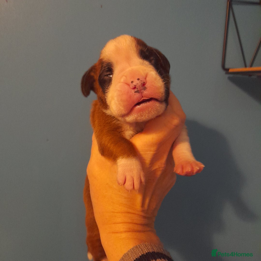 Boxer dogs for sale: Beautiful/Stunning Pedigree Boxer Puppies  - Image 25