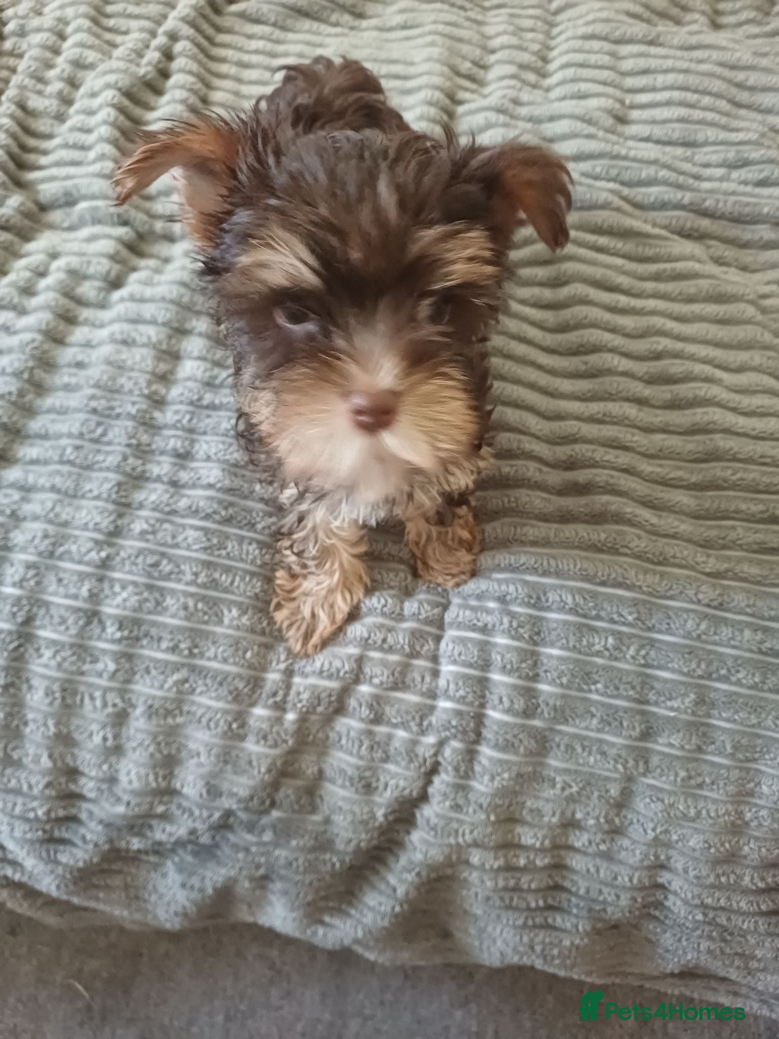 Yorkshire Terrier dogs Yorkshire terror  - Advert 14
