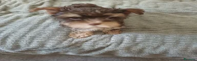 Yorkshire Terrier 2