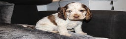 Cocker Spaniel dogs for sale: Beautiful KC reg Cocker Spaniel Pups - Advert 23
