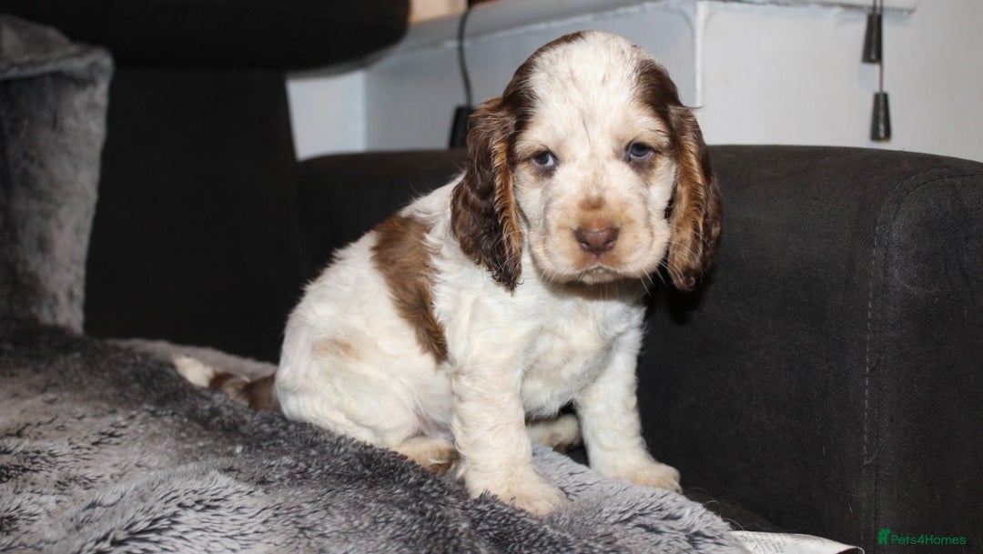 Cocker Spaniel dogs for sale: Beautiful KC reg Cocker Spaniel Pups - Advert 23