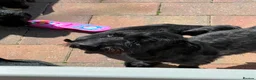 Miniature Dachshund dogs for sale: Home raised miniature wire haired dachshunds in Uttoxeter - Advert 14