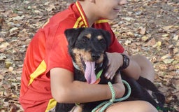 Fox Terrier dogs for adoption: Rosalia - Image 2
