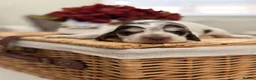 Cocker Spaniel dogs for sale: Show type cocker spaniels  - Advert 23