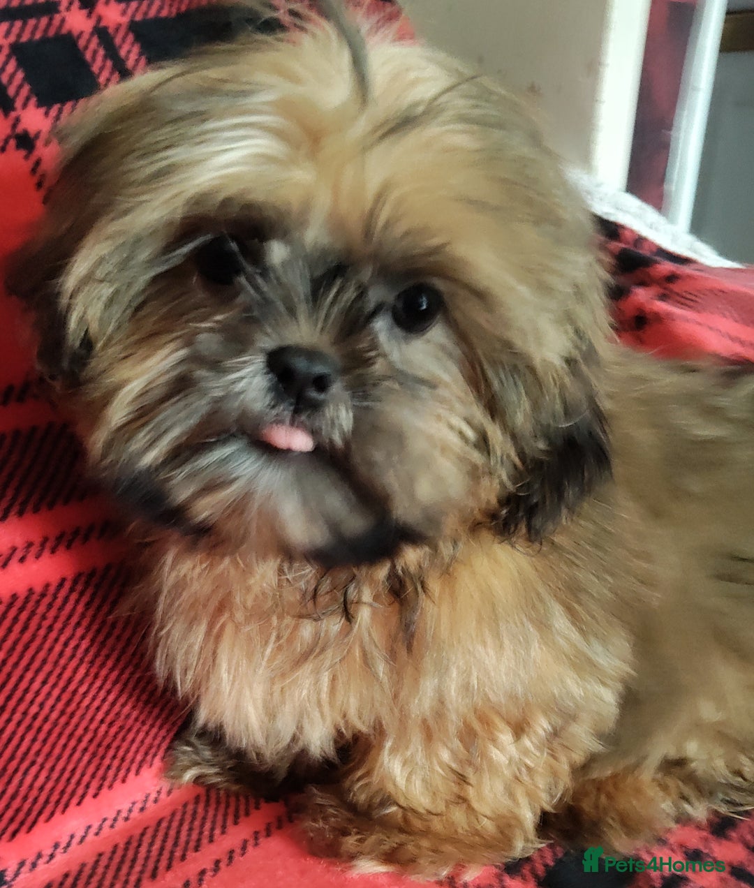 Shih Tzu dogs for sale: Half Imperial Shihtzu Pups (Karashishi Lines)  - Image 4
