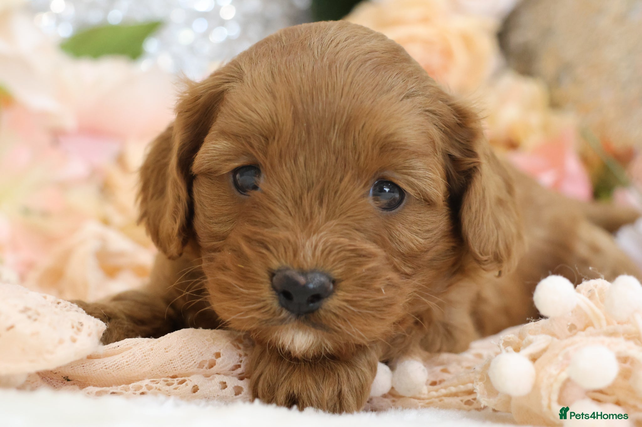 Cavapoo dogs *HEALTH TESTED* Cavapoo Puppies - Advert 2