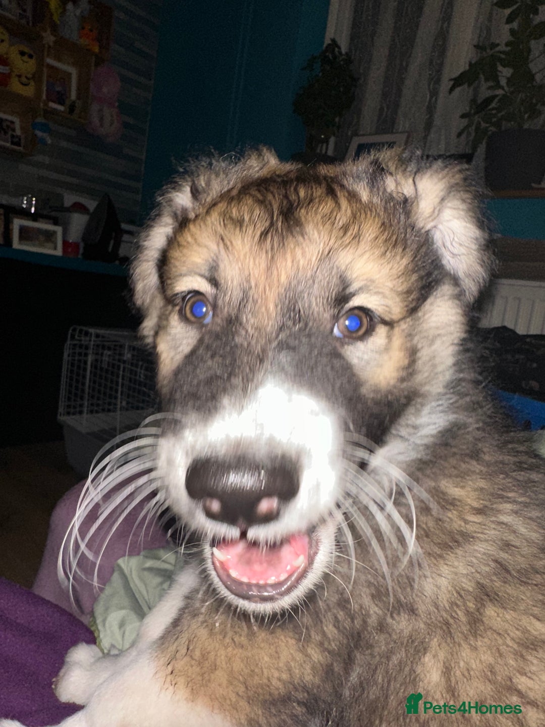 Mixed Breed dogs for sale: Gorgeous pups  - Advert 9