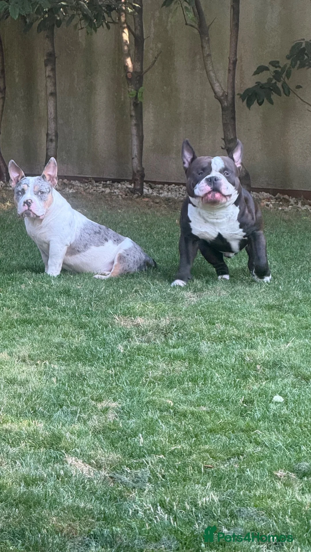 American Bully dogs for sale: American Bully Pocket Female – My First Pick 🐾 - Advert 2
