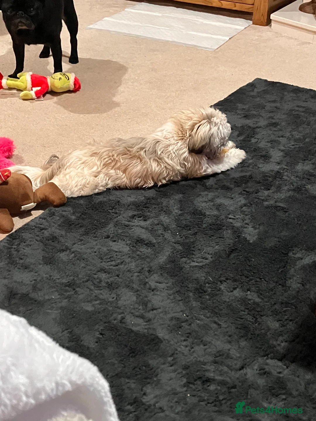Shih Tzu dogs for sale: shih tzu  in Narberth - Advert 4