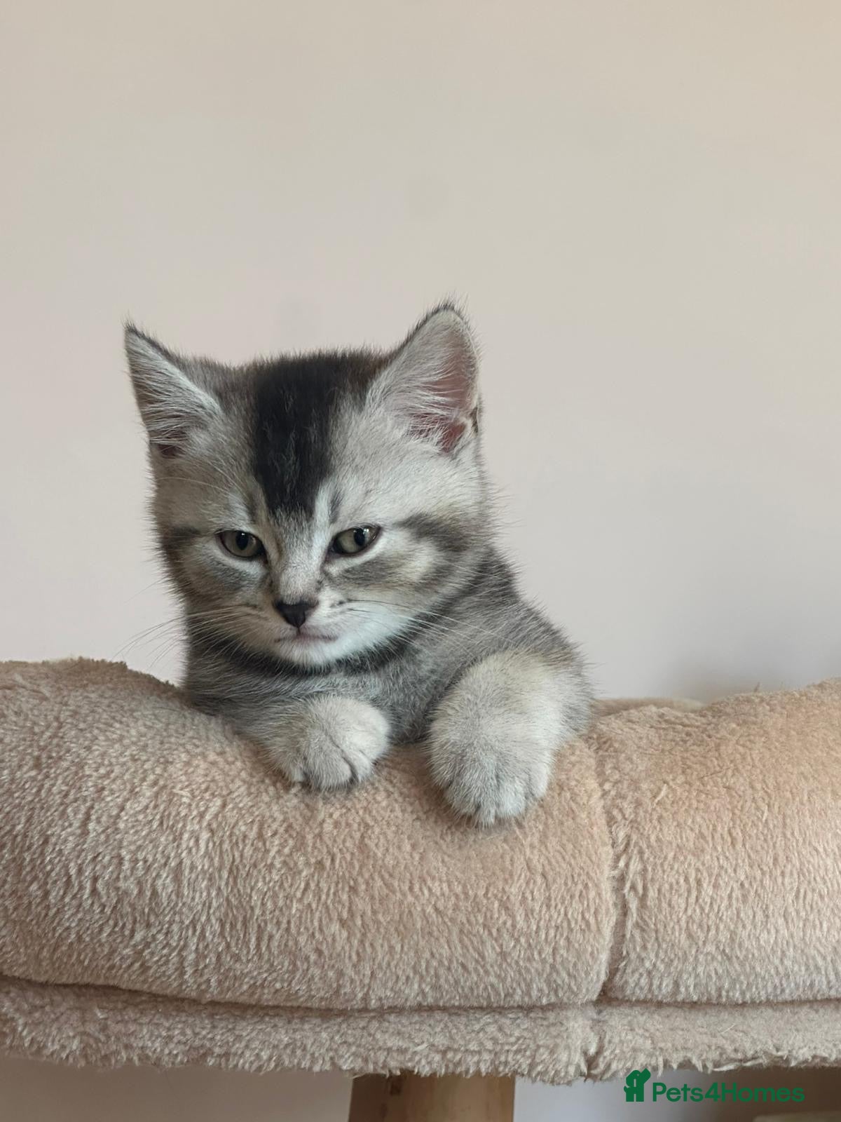 Mixed Breed cats British short hair x domestic shorthair  - Advert 6
