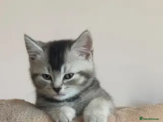 Mixed Breed cats British short hair x domestic shorthair - Advert 6