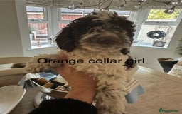 Cockapoo dogs for sale: Cockapoo puppies. Fully DNA tested.  - Image 24