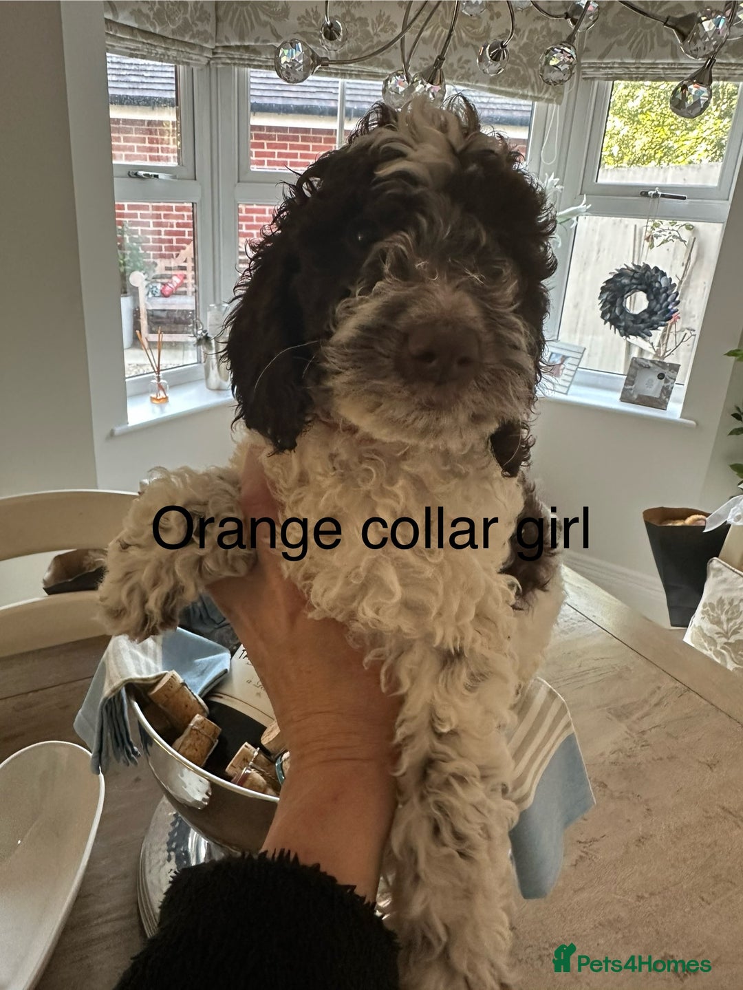 Cockapoo dogs for sale: Cockapoo puppies. Fully DNA tested.  - Image 24