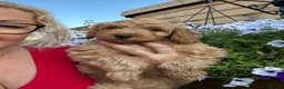 Cockapoo dogs for sale: Stunning F1 puppies Champions Bloodlines  - Advert 4