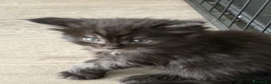 Maine Coon 4