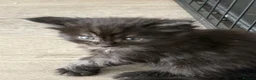 Maine Coon cats for sale:  Cross maine coon kittens - Advert 12