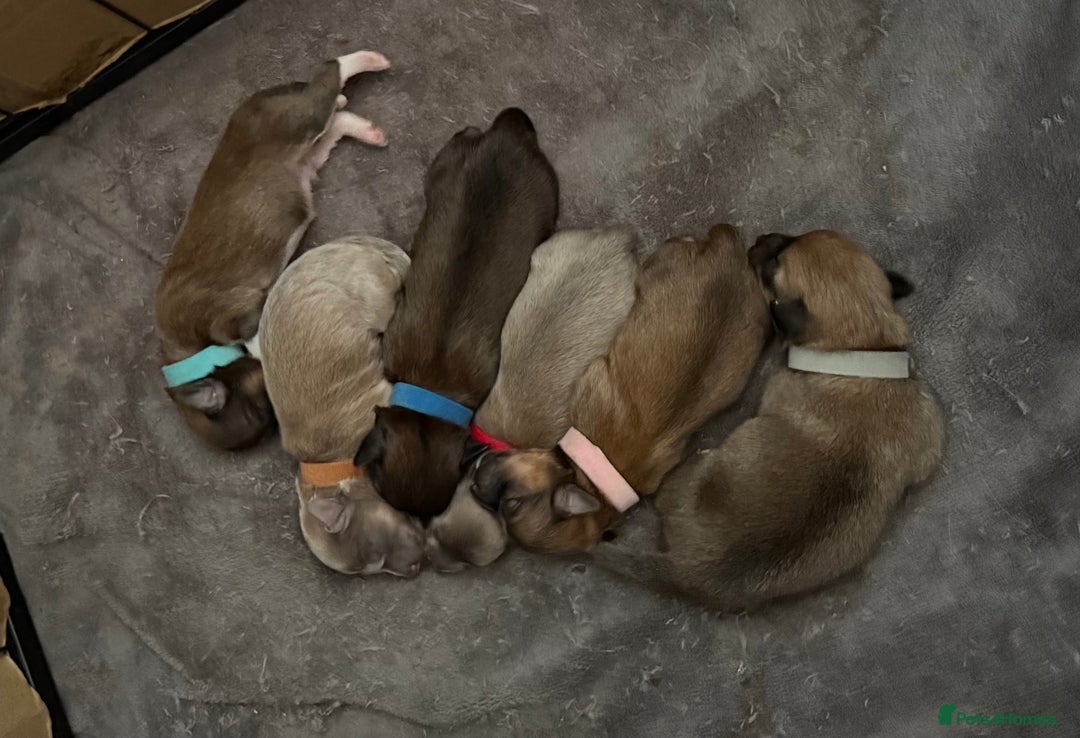 Mixed Breed dogs for sale: Pomeranian x Dachshund puppies available! - Image 1