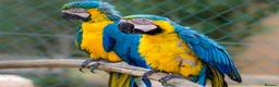 Macaws birds for sale: Blue-and-yellow macaws for sale  in Liverpool - Advert 2