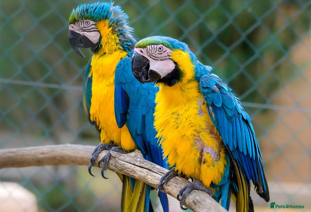 Macaws birds for sale: Blue-and-yellow macaws for sale  in Liverpool - Advert 2