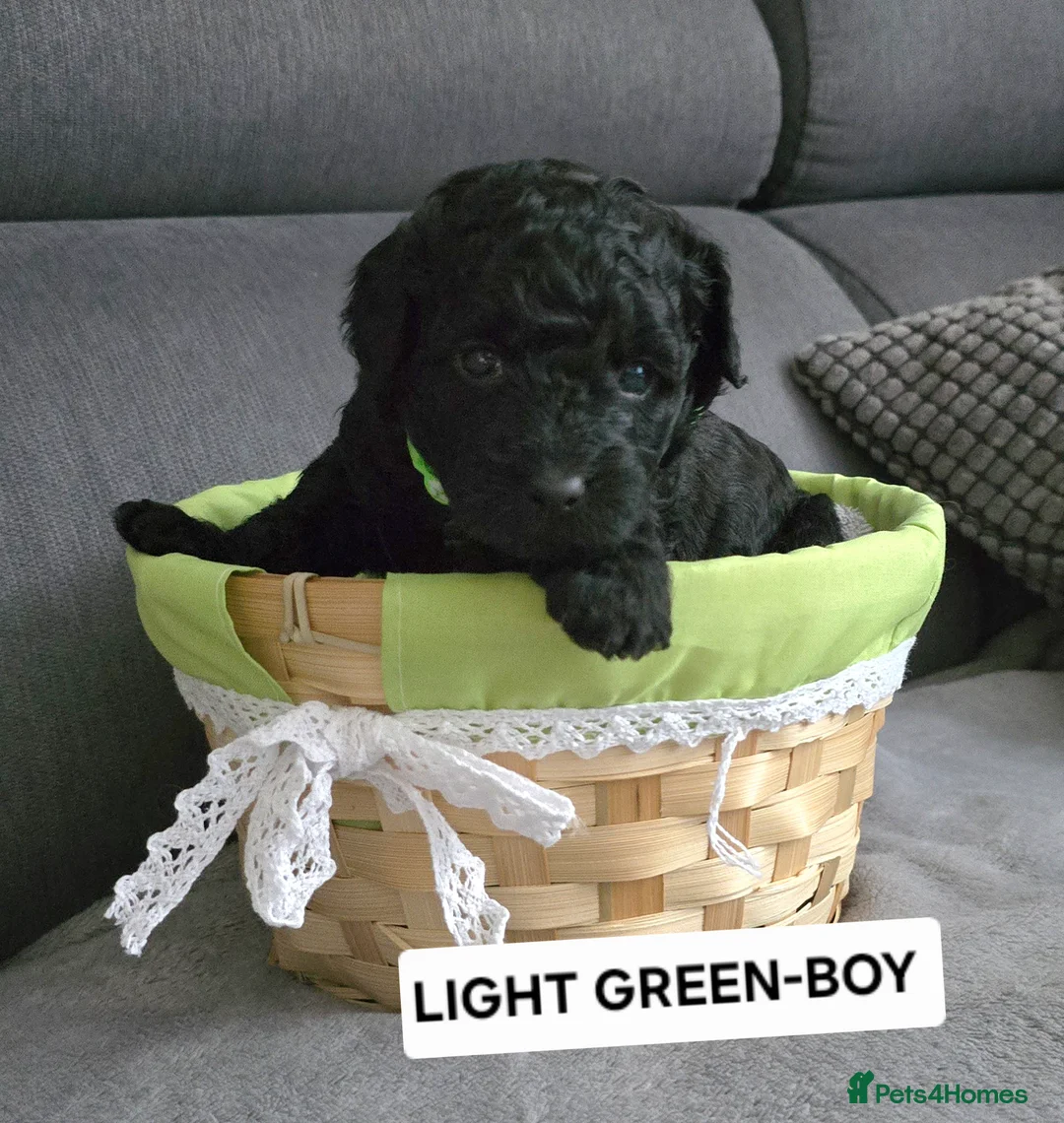 Toy Poodle dogs for sale: BEAUTIFULL BLACK TOY POODLES  - Advert 3