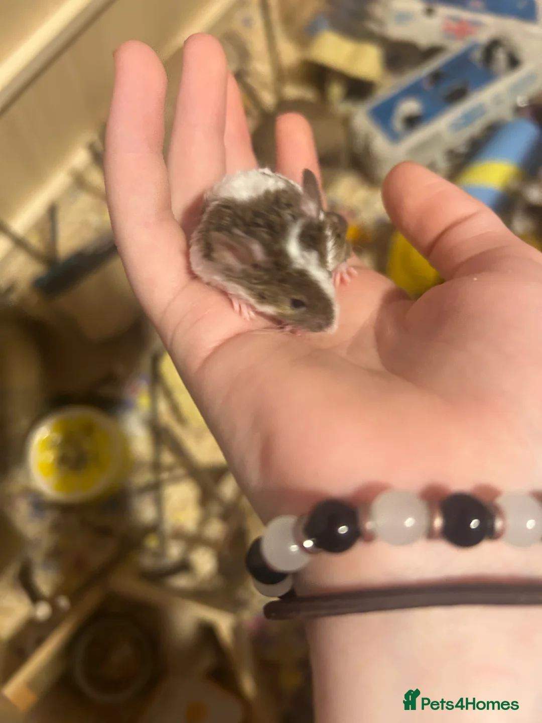 Mouse rodents for sale: Beautiful Fancy mouse boy in Romford - Advert 1