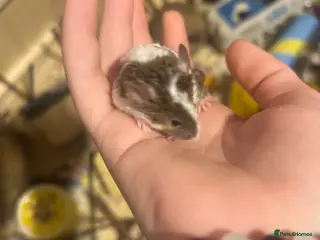 Mouse rodents Beautiful Fancy mouse boy in Romford - Advert 3