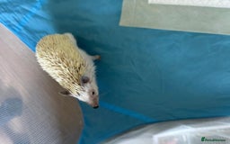 Pygmy Hedgehog rodents for sale: African Pygmy Hedgehog with Enclosure and Set Up - Image 5