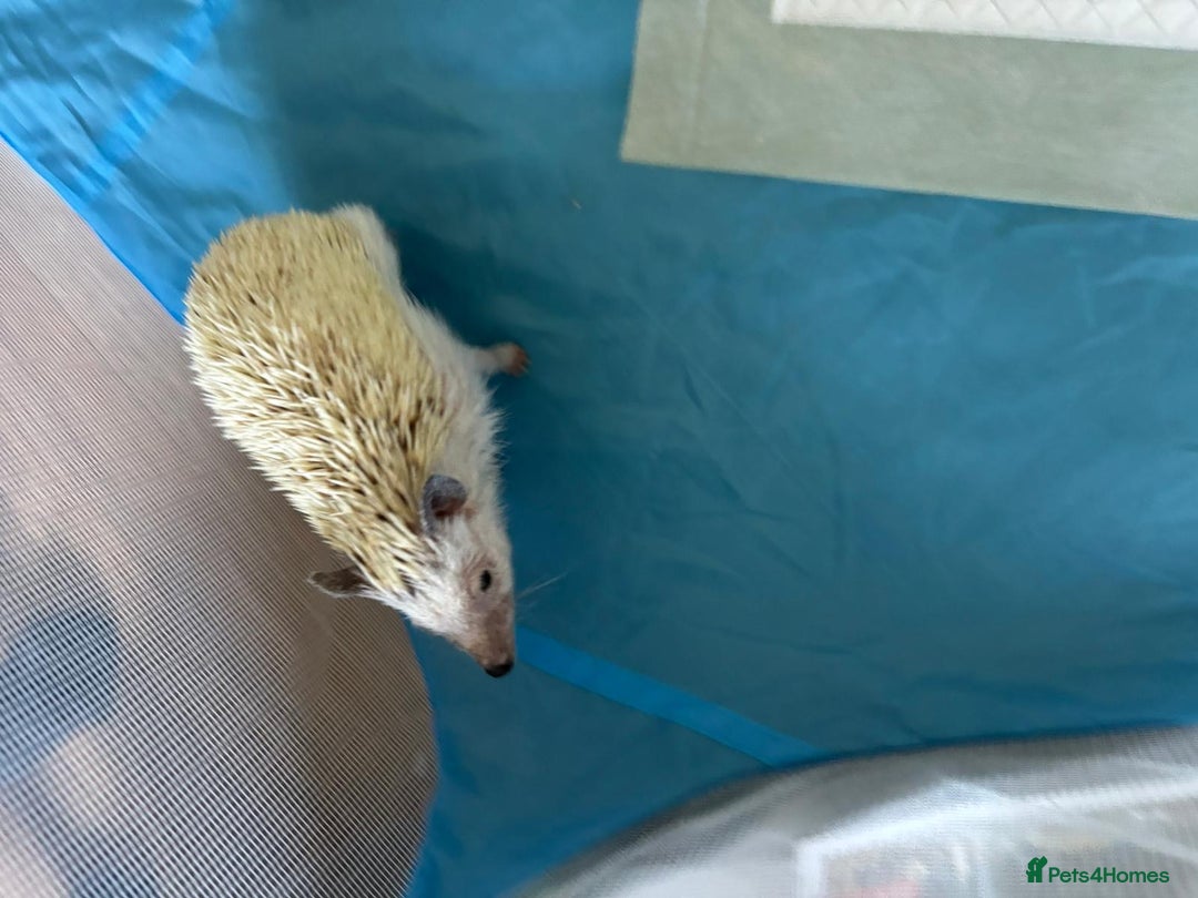 Pygmy Hedgehog rodents for sale: African Pygmy Hedgehog with Enclosure and Set Up - Image 5