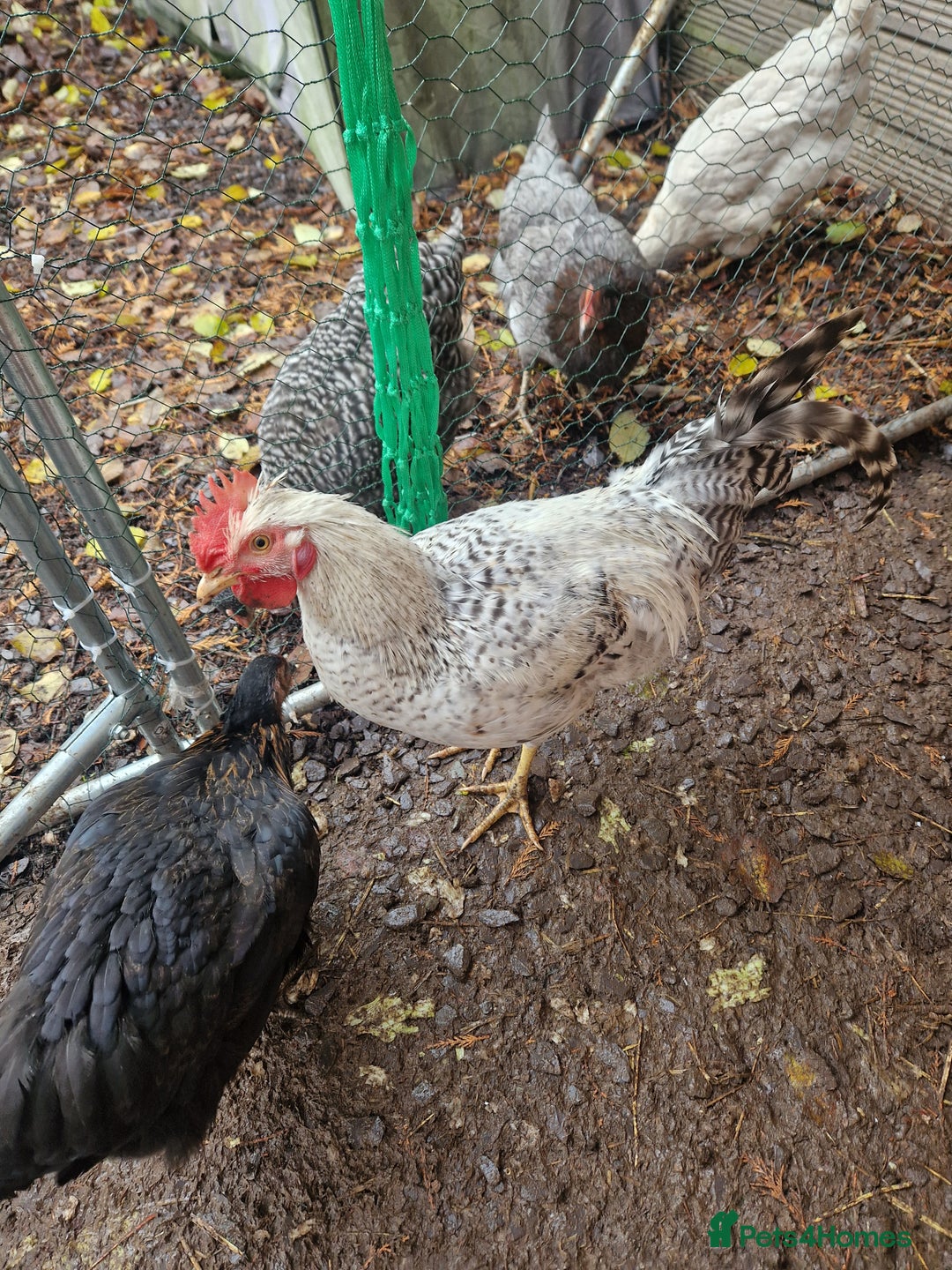Chickens poultry for sale: Handsome Legbar  - Advert 2