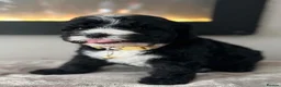 Sheepadoodle dogs for sale: Miniature Sheepadoodles - Advert 8