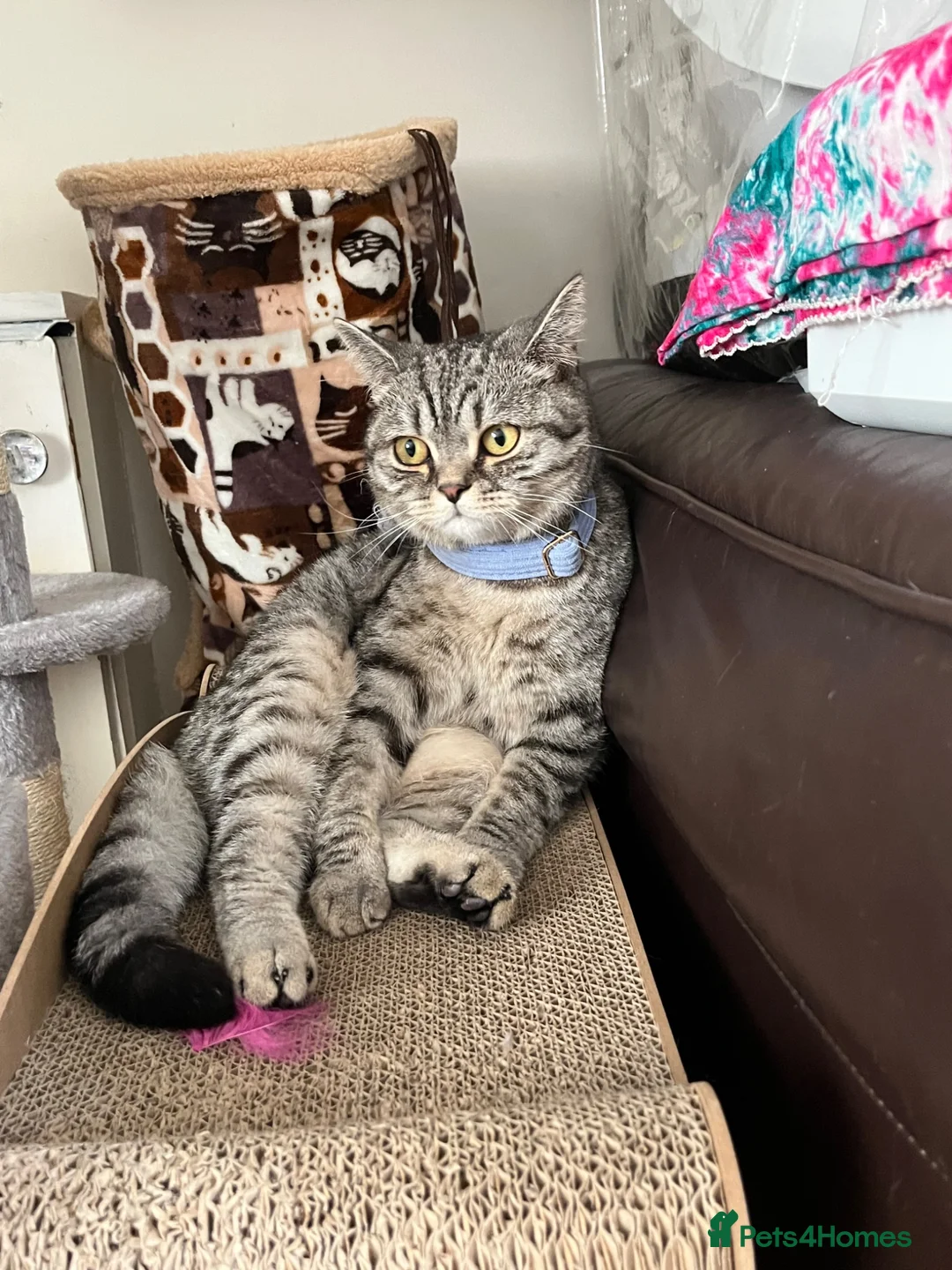 British Shorthair cats for sale: Mylo.  - Advert 2