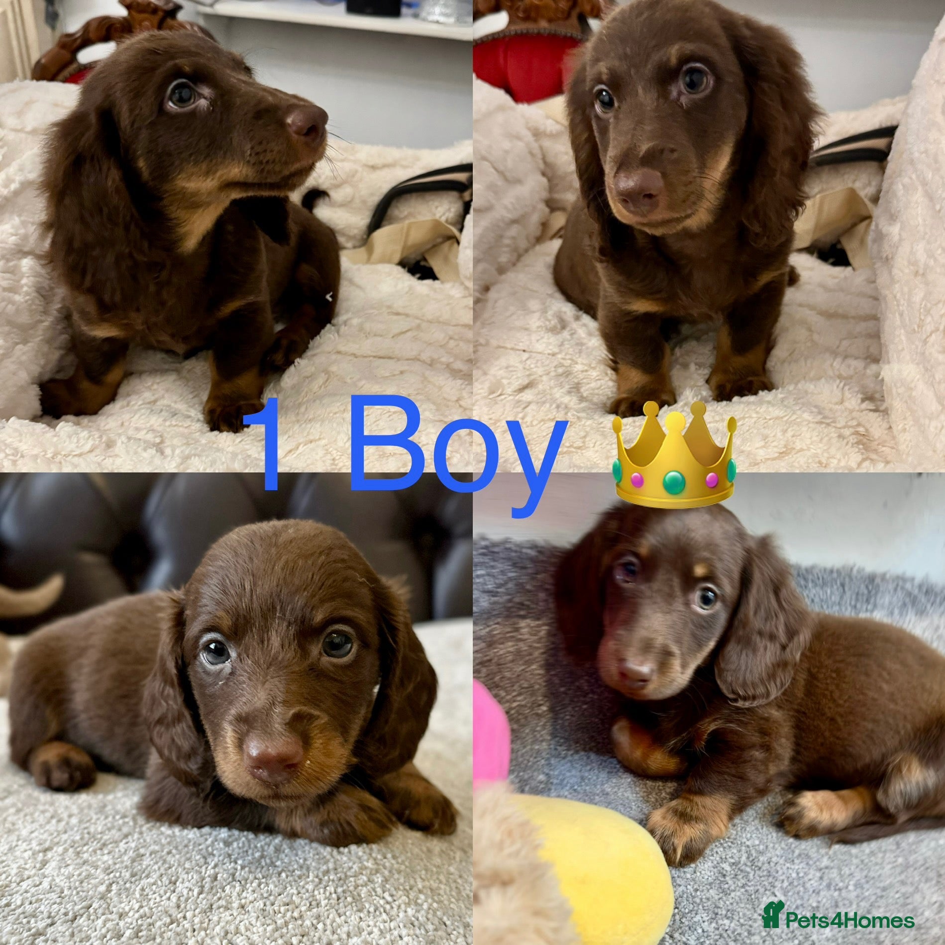 Miniature Dachshund dogs Dachshund miniature long hair  - Advert 8