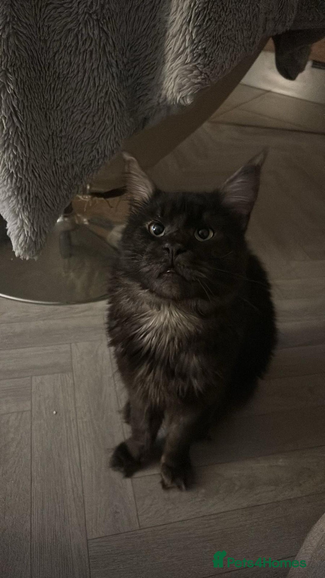 Maine Coon cats for sale: Beautiful Full breed Maine Coon GCCF - Image 4