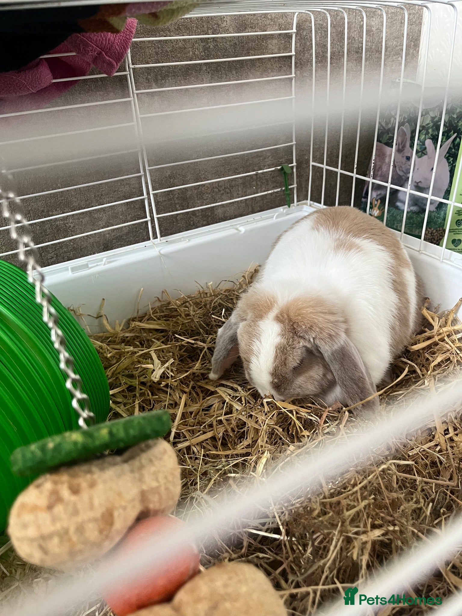 English Lop rabbits Flora the holland flop - Advert 4