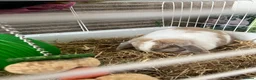 English Lop rabbits for sale: Flora the holland flop in Stockport - Advert 1