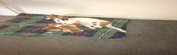 Mixed Breed dogs for sale: Jack Russell whippet x goldendoodle  - Advert 2