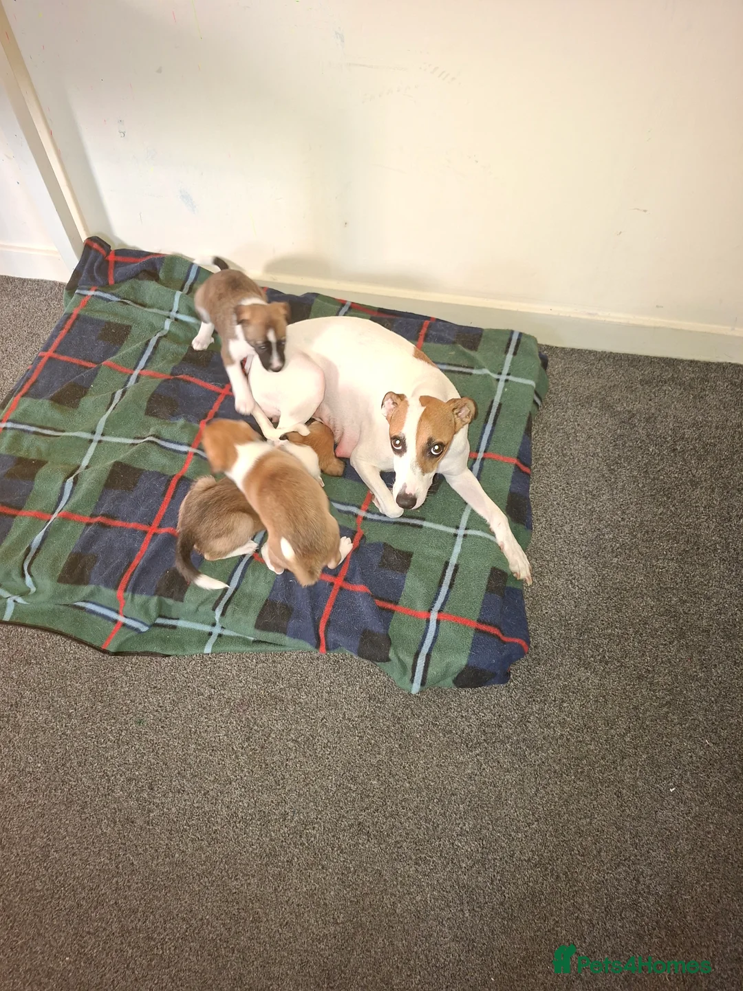 Mixed Breed dogs for sale: Jack Russell whippet x goldendoodle  - Advert 2
