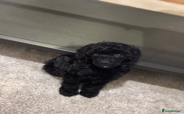 Miniature Poodle dogs - Advert 10