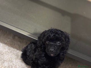 Miniature Poodle dogs - Advert 4