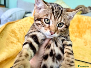 Keetso cats 2 superb rare golden keetso males - Advert 1